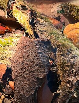 Argentinische Waldschaben - Tholey