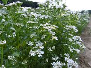 Bittere Schleifenblume Samen weiß Heilpflanze Schleifenblumen vom Aussterben bedrohte Pflanze Blume Schleifenblumensamen für wildflower Garten garden und Balkon Muttertag Geschenk flower present Sonne SWR - Pfedelbach