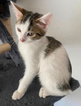Baby Katze zu verkaufen - Balingen