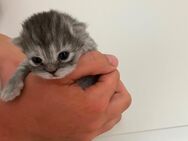 Britisch Langhaar Kitten CHLOE - Rothenburg (Tauber)