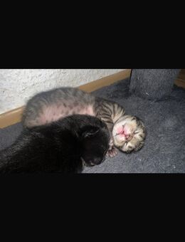 Kitten suchen ein liebevolles Zuhause - Vaihingen (Enz)