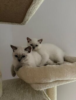 Unsere zwei BKH Kitten suchen ab sofort ein neues Zuhause! - Pocking