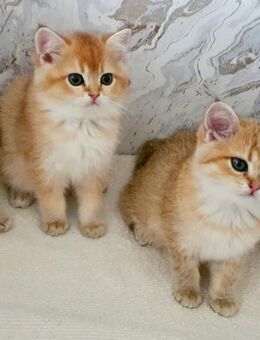 Zauberhafte BKH-Kitten (Golden Shaded) - Regensburg