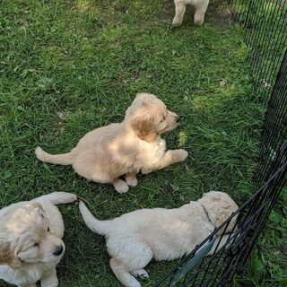 Golden Retriever Welpen abzugeben