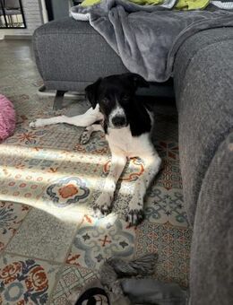 Ricky sucht sein Zuhause - Neuss