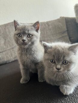 Reinrassige BKH Kitten 13 Wochen - Wuppertal