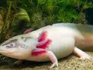 Suche Axolotl Eier - Petershagen