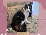 Sanfte Katze Sara sucht ihre Familie - Lalendorf
