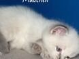 Ragdoll Kitten in 22549