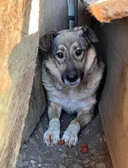 Teddy möchte endlich vertrauen 🐾 - Elsdorf (Nordrhein-Westfalen)