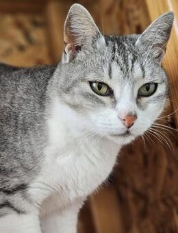 Boris sucht ein liebevolles Zuhause - Blankenheim (Nordrhein-Westfalen)