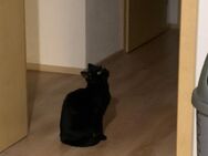Schwarze Katzendame sucht neues Zuhause - Grafhorst