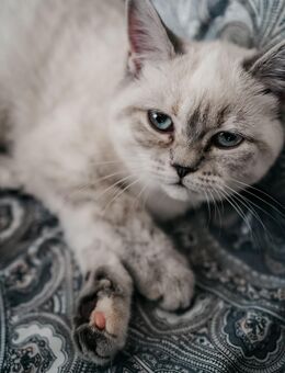 Hübscher Britisch Kurzhaar Kitten mit besonderer Pfoten - Heilbronn