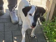 ZIGGY sucht Rentenplatz, ist Topfit! - Gelnhausen