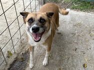 DAFNE ❤️🐾die Liebenswürdigkeit auf 4 🐾 - Eichendorf