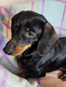 Molly° **ANFRAGESTOPP** - Wolfhagen