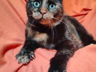 gemütliche Schildpattkatze sucht Zuhause - Ellerbek