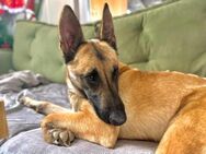 Malinois Noah sucht Zuhause - Berlin