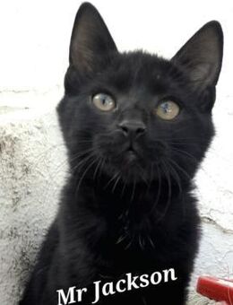 Mr. Jackson der Schmusekater! - Bergkirchen