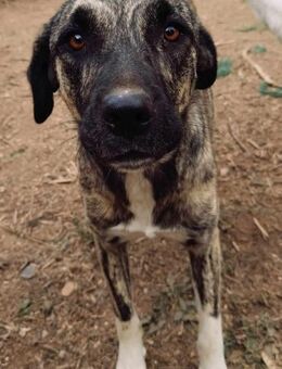 NISSA - Hündin sucht liebevolle Familie - Aerzen