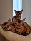 3 Abessinier Kitten zu Verkaufen in 56269