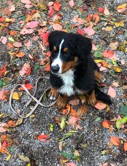 Berner Sennenhund Welpin – 4,5 Monate jung – verspielt & kinderlieb - Augsburg