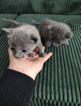Russisch Blau Katzenbaby Kitten Reinrassig! - Reutlingen