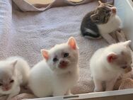 Einzigartige Kitten, Mutter Kaho Manee -BKH weiß Mix Vater Maine Coone - BKH Blau Mix zu verkaufen ab 150€ - Mosbach
