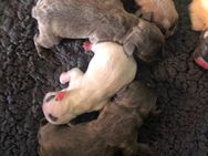 Französische Bulldogge Welpen - Neukirch (Lausitz)
