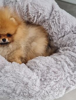 Pomeranian mit Ahnentafel - Straßkirchen