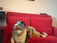 Australian Shepherd Blue Merle - Deckrüde - Oberhausen