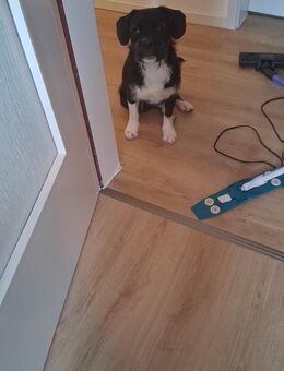 Hund in erfahrene Hände abzugeben - Gelsenkirchen