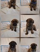 Süße Welpen abzugeben in 66885