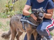 Luna sucht ein schoenes Zuhause - Brunstorf