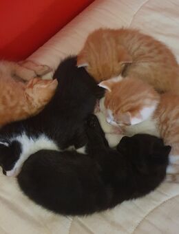 Kitten zuverkaufen - Oberhausen