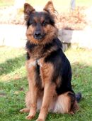 Puschinka - Deutscher Schäferhund - 4 Jahre - Tierhilfe Franken e.V. in 91207