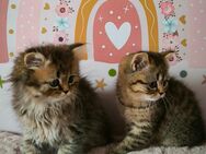 2 niedliche BKH & BLH Tabby Kitten Männchen Katzenbabys in liebevolle Hände abzugeben! - Gummersbach Zentrum