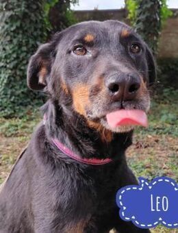 Leo hofft auf ein Zuhause - Flörsheim-Dalsheim