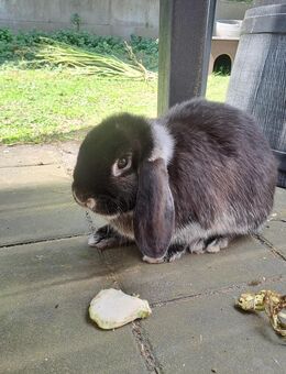 Zwergenweibchen - Lentföhrden