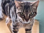 Sanfte, freundliche Katze Marta - Karlsruhe