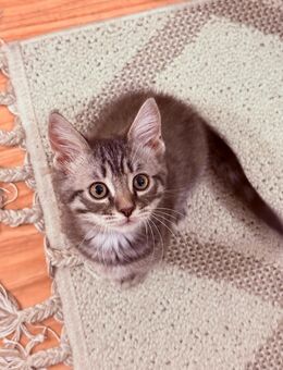 🐾 süße kleine 2 Kater suchen ein liebevolles Zuhause 🏡 🐾 - Berlin