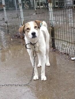 Mango - mit dem süßen Blick - Alfeld (Leine)