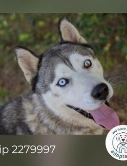 Chip 2279997: Sucht ein Zuhause - Kirchzell