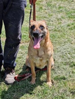 Soziale RUBY = Herz in Not ♥️🆘🆘🆘 - München