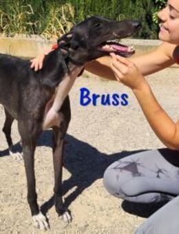 Bruss wunderschöner Traum-Galgo! 1/23 ES - Ruppertsecken