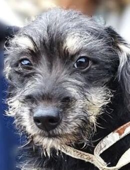 Zuckersüße CASEY - Gefrees