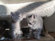 Zwei kitten/ weibliche Katzen suchen noch ein Traum Zuhause - Windorf