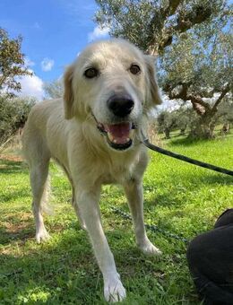 Laika- Seelenhündin sucht Traumzuhause - Tornesch