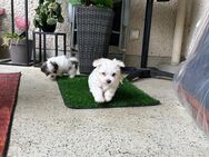 Malteser/ Havanese Welpen in liebevolle Hände - Berlin