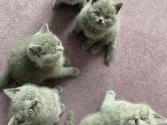 BKH KITTEN - Schwelm